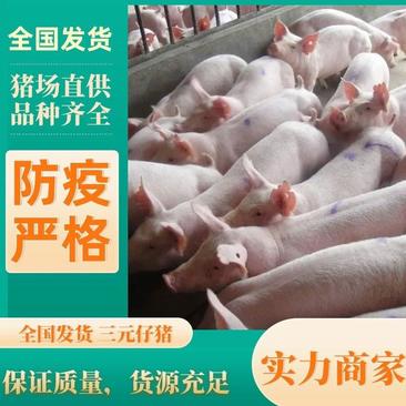 广东精品三元育肥猪苗，支持血检，全国送猪到家，品质保证