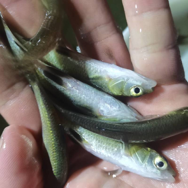 螺蛳青鱼苗黑皖鱼花白鲢脆肉草鱼苗淡水养殖活体鱼苗