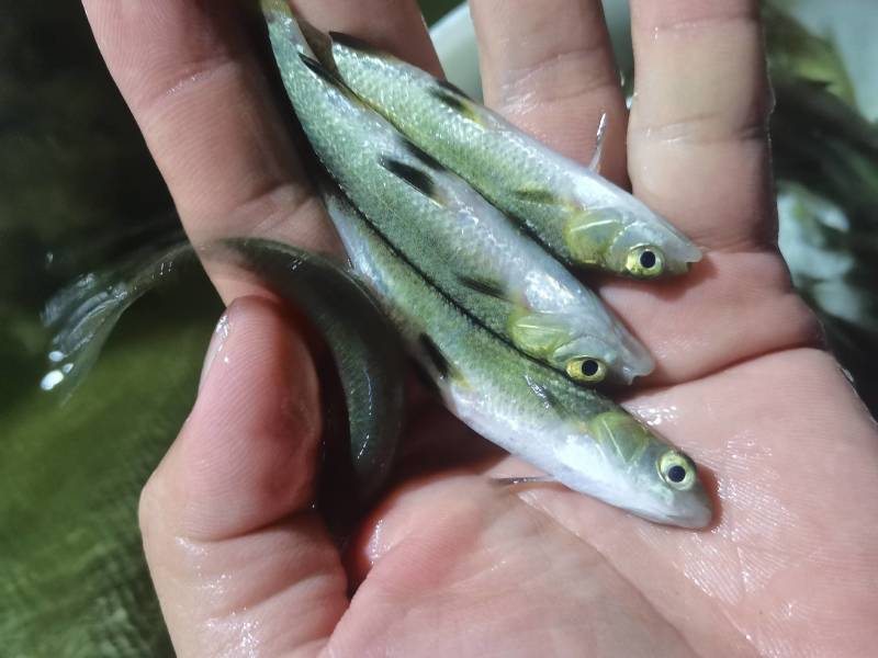 螺蛳青鱼苗黑皖鱼花白鲢脆肉草鱼苗淡水养殖活体鱼苗