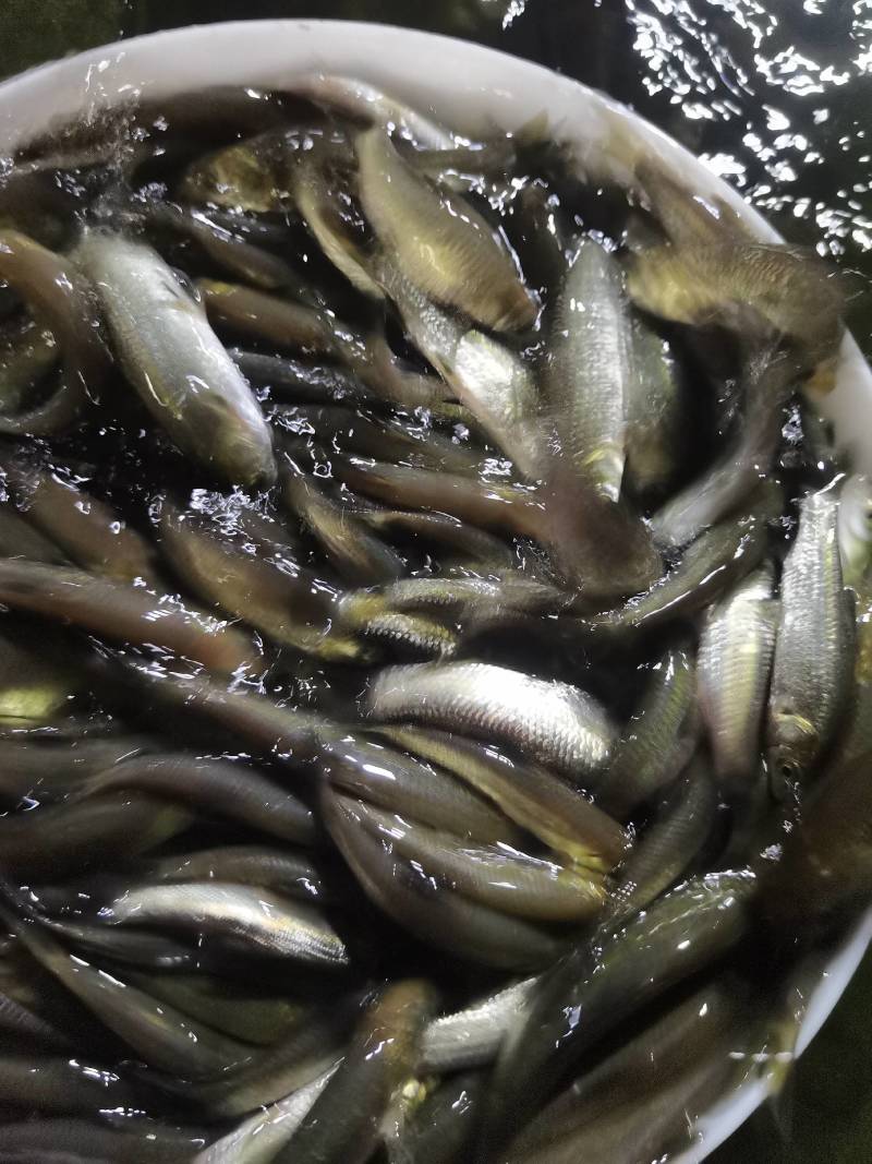 螺蛳青鱼苗黑皖鱼花白鲢脆肉草鱼苗淡水养殖活体鱼苗