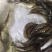 螺蛳青鱼苗黑皖鱼花白鲢脆肉草鱼苗淡水养殖活体鱼苗