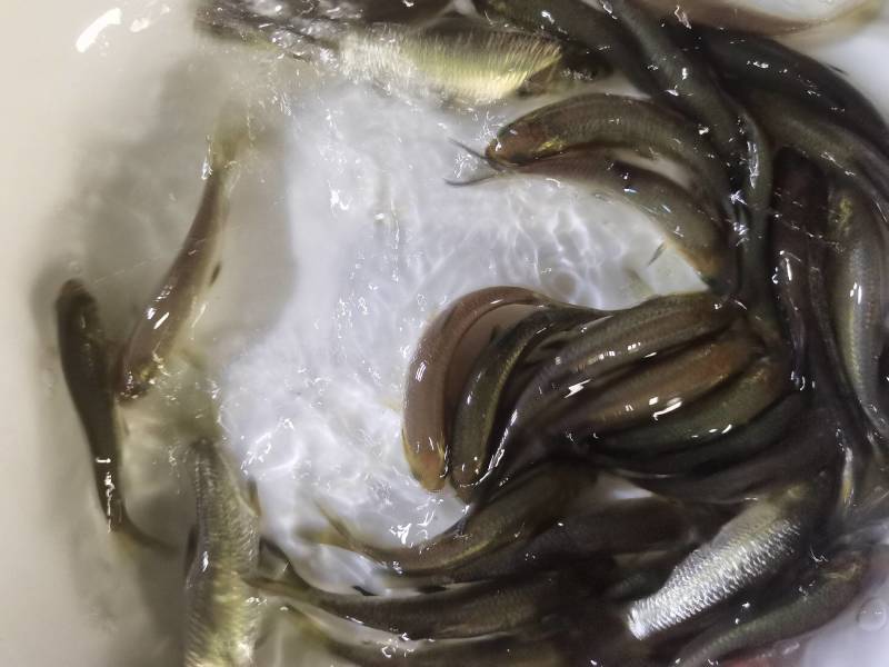 螺蛳青鱼苗黑皖鱼花白鲢脆肉草鱼苗淡水养殖活体鱼苗