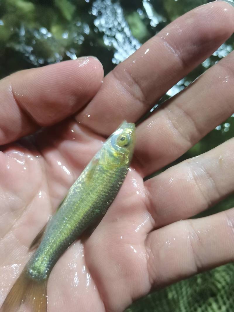 螺蛳青鱼苗黑皖鱼花白鲢脆肉草鱼苗淡水养殖活体鱼苗
