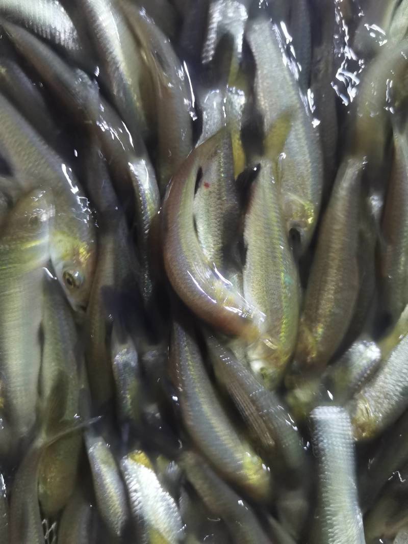 螺蛳青鱼苗黑皖鱼花白鲢脆肉草鱼苗淡水养殖活体鱼苗