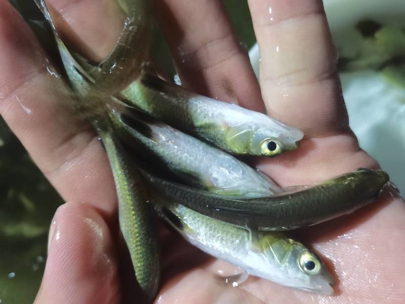 螺蛳青鱼苗黑皖鱼花白鲢脆肉草鱼苗淡水养殖活体鱼苗