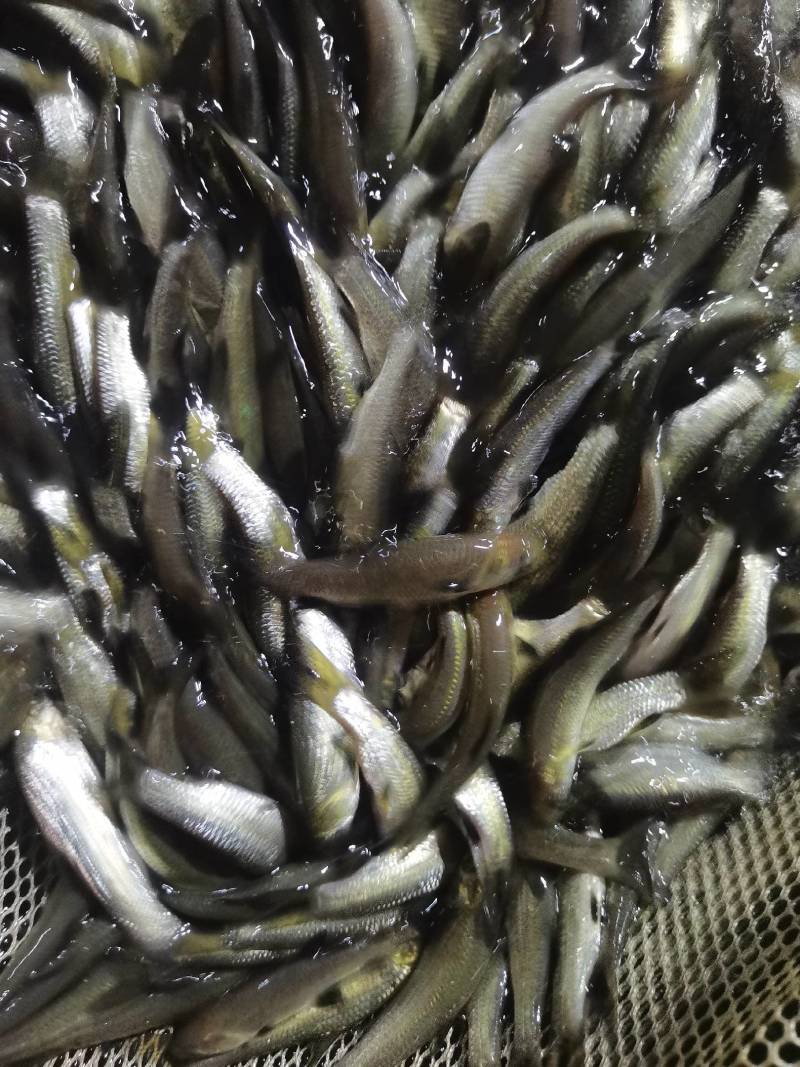 螺蛳青鱼苗黑皖鱼花白鲢脆肉草鱼苗淡水养殖活体鱼苗