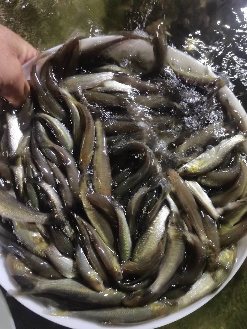 螺蛳青鱼苗黑皖鱼花白鲢脆肉草鱼苗淡水养殖活体鱼苗