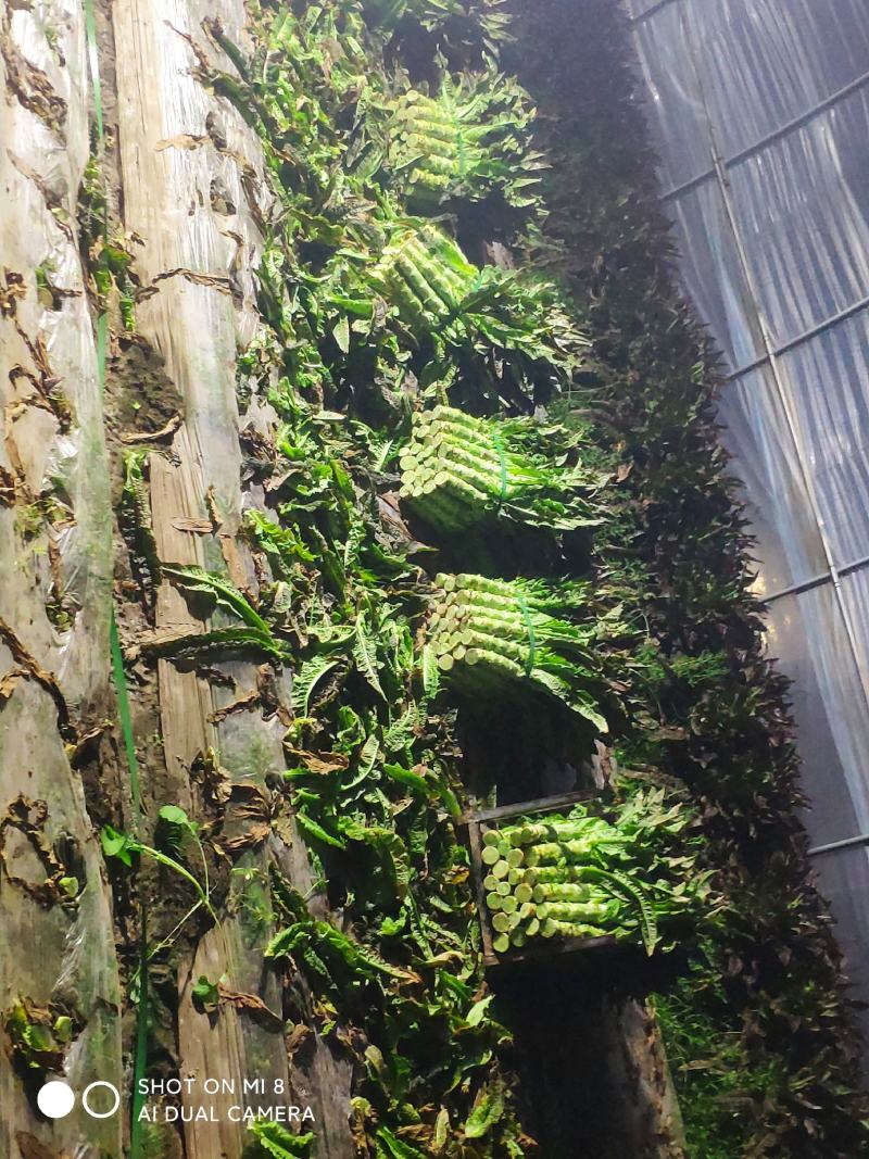精品莴笋上市需要的老板可以联系价格面议