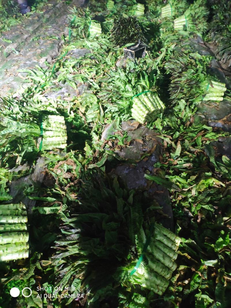 精品莴笋上市需要的老板可以联系价格面议