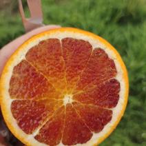 四川8号血橙含高VC，营养20万斤，70一80占7.8成