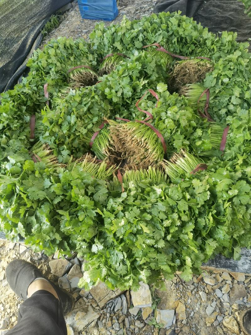 【精选】辽宁锦州大叶香菜产地现挖现发全国发货