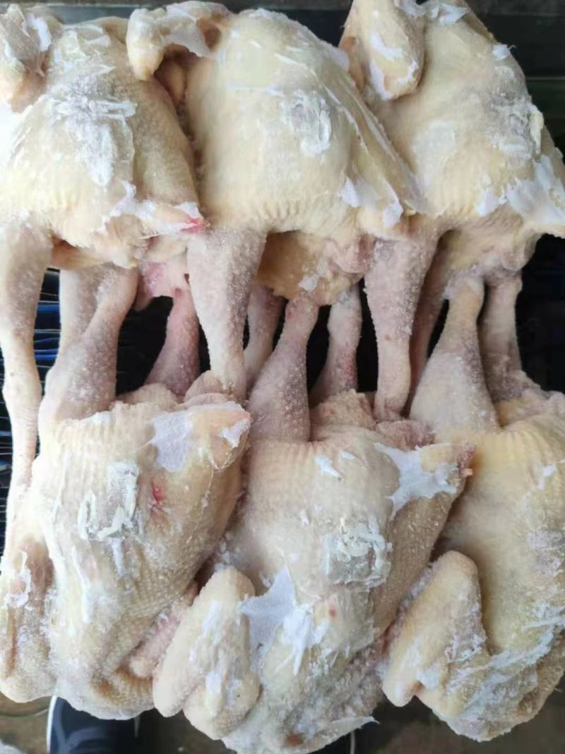 童子装袋加工，来料速封。三黄鸡，童子鸡