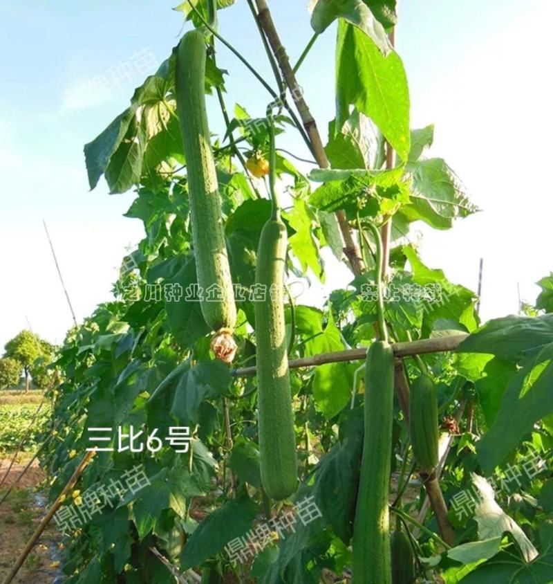 鼎牌三比6号丝瓜种子肉白特早熟长香丝瓜种籽连续坐瓜能力强