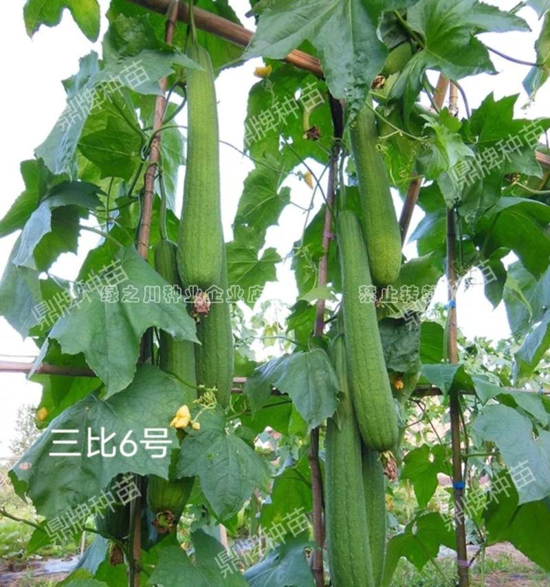鼎牌三比6号丝瓜种子肉白特早熟长香丝瓜种籽连续坐瓜能力强