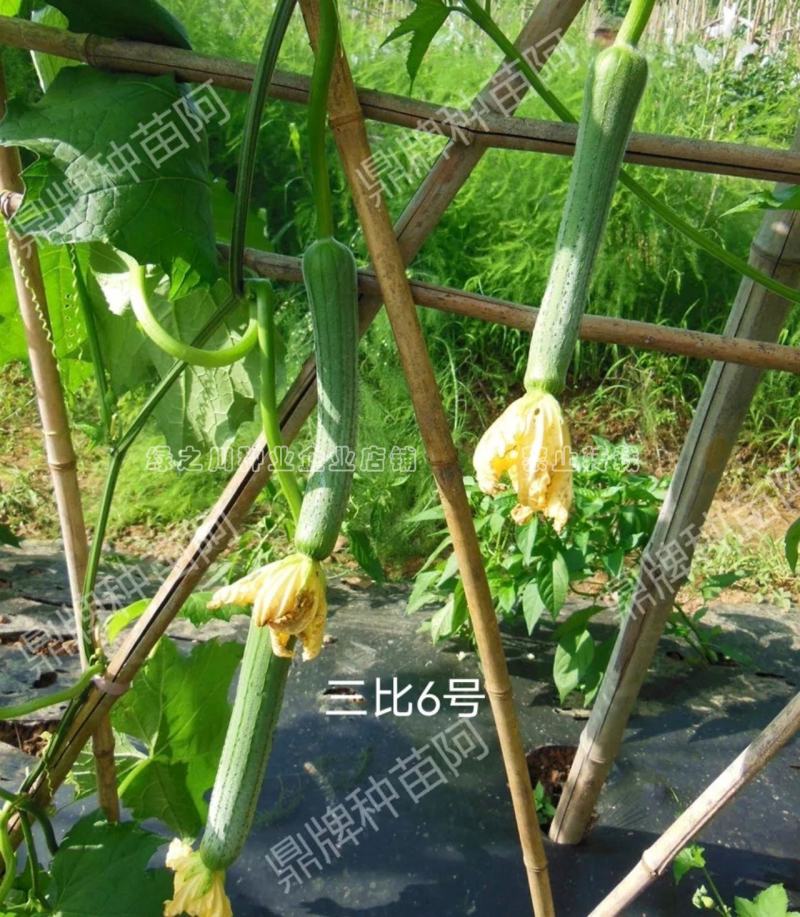 鼎牌三比6号丝瓜种子肉白特早熟长香丝瓜种籽连续坐瓜能力强
