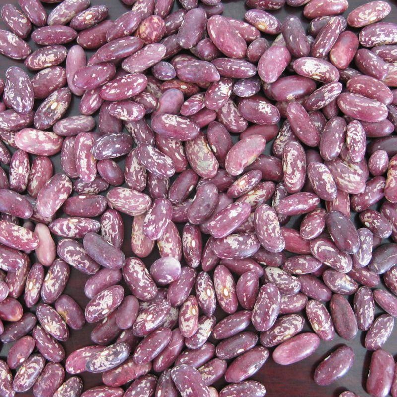 10斤贵州四季豆红花豆四季豆芸豆红花四季豆