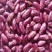 10斤贵州四季豆红花豆四季豆芸豆红花四季豆