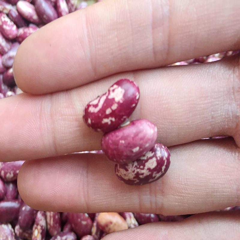 10斤贵州四季豆红花豆四季豆芸豆红花四季豆