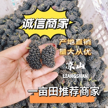 【特价】德昌基地直发桑椹生鲜全程冷链电商社区团购一件代发