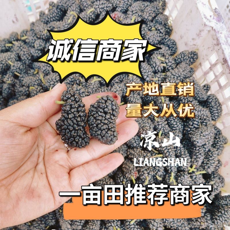 【特价】德昌基地直发桑椹生鲜全程冷链电商社区团购一件代发