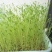 新小扁豆甘肃特产农家新鲜扁豆兵豆扁豆子可生豆子五谷杂粮
