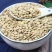 新小扁豆甘肃特产农家新鲜扁豆兵豆扁豆子可生豆子五谷杂粮