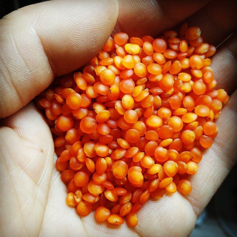 红扁豆5斤/250g包邮新货红小扁豆番茄红扁豆小扁