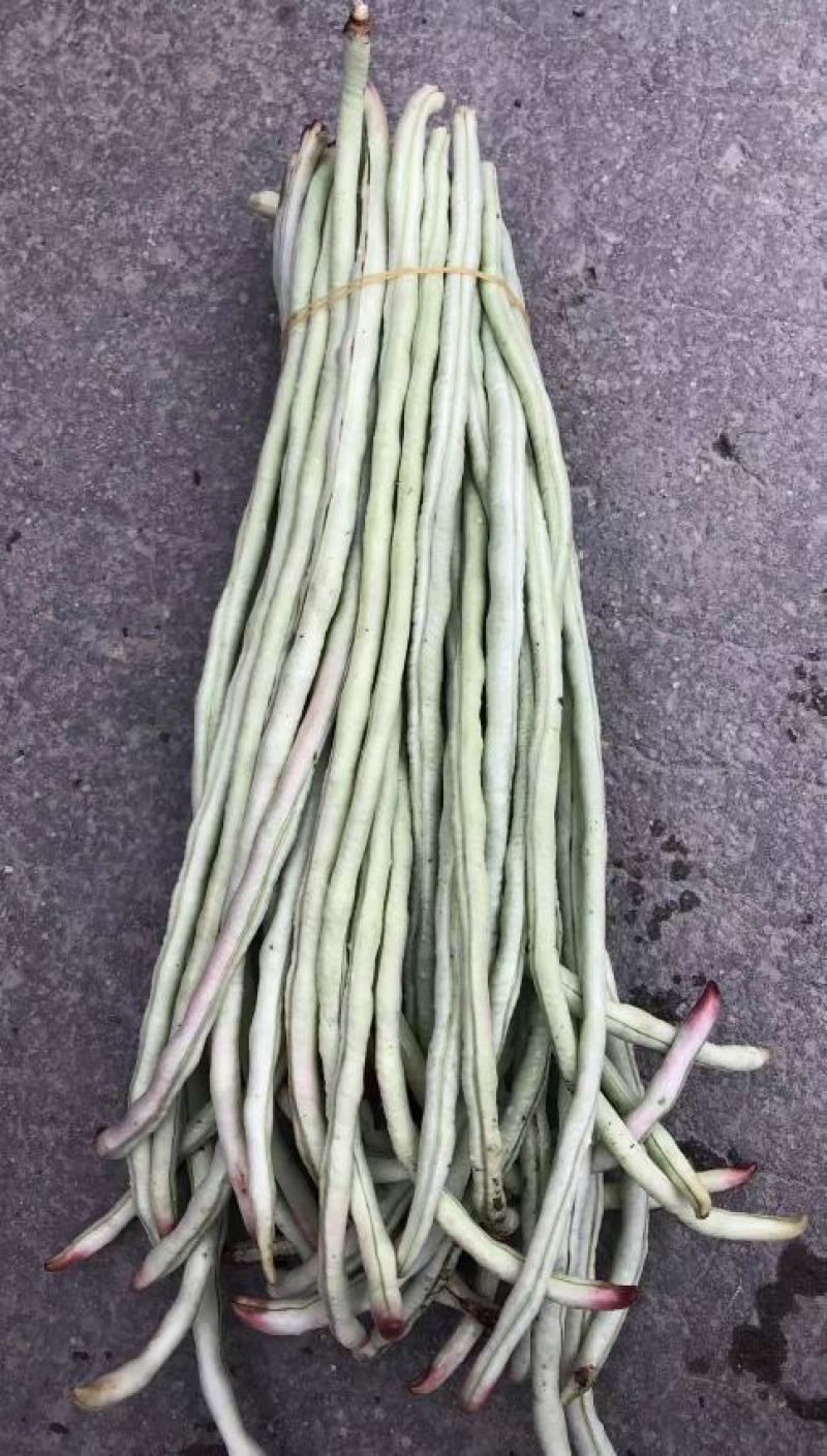 白条豇豆种子红嘴白胖子早熟厚肉白条红嘴条荚顺美抗寒