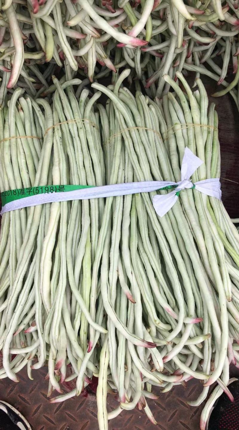 白条豇豆种子红嘴白胖子早熟厚肉白条红嘴条荚顺美抗寒