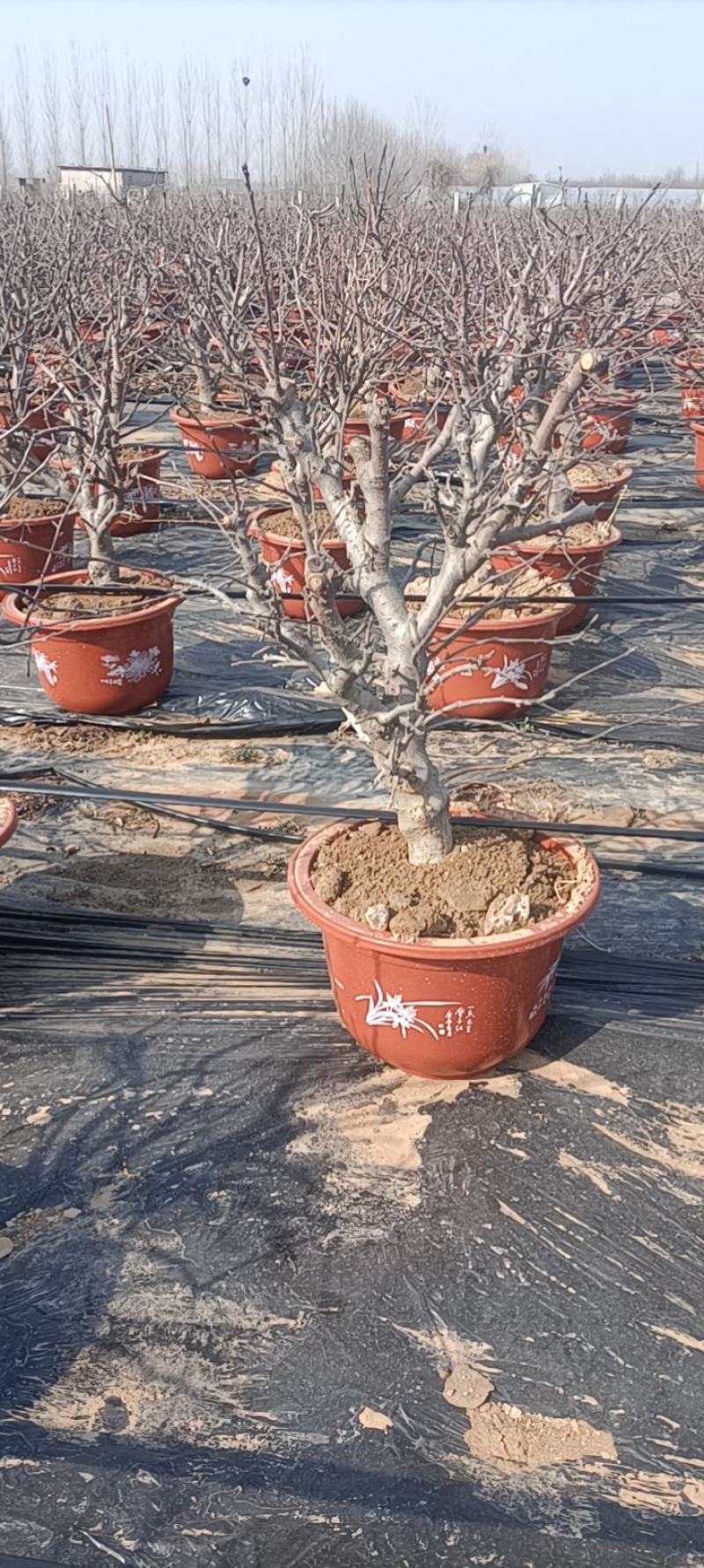 盆栽地栽老盆老桩苹果树富士苹果