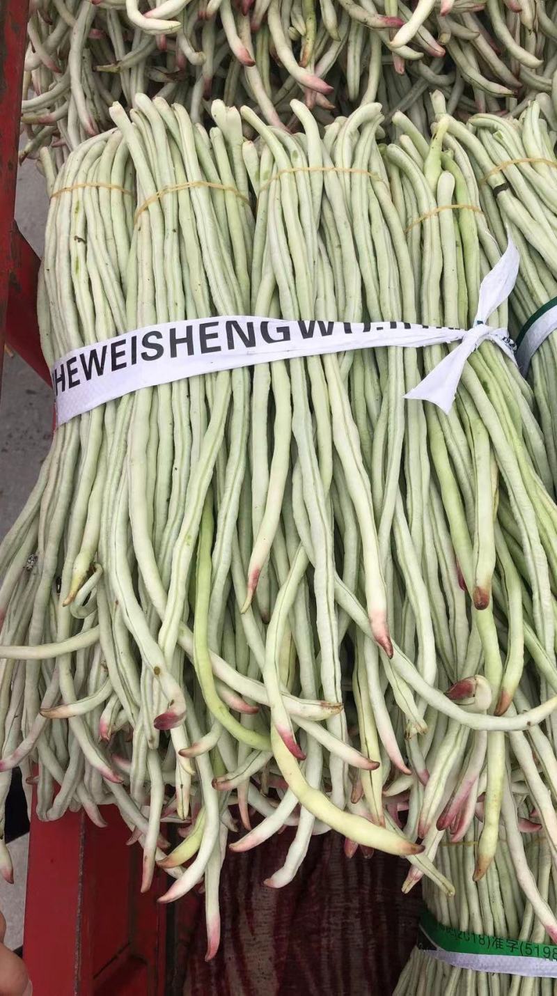 白条豇豆种子红嘴白胖子早熟厚肉白条红嘴条荚顺美抗寒