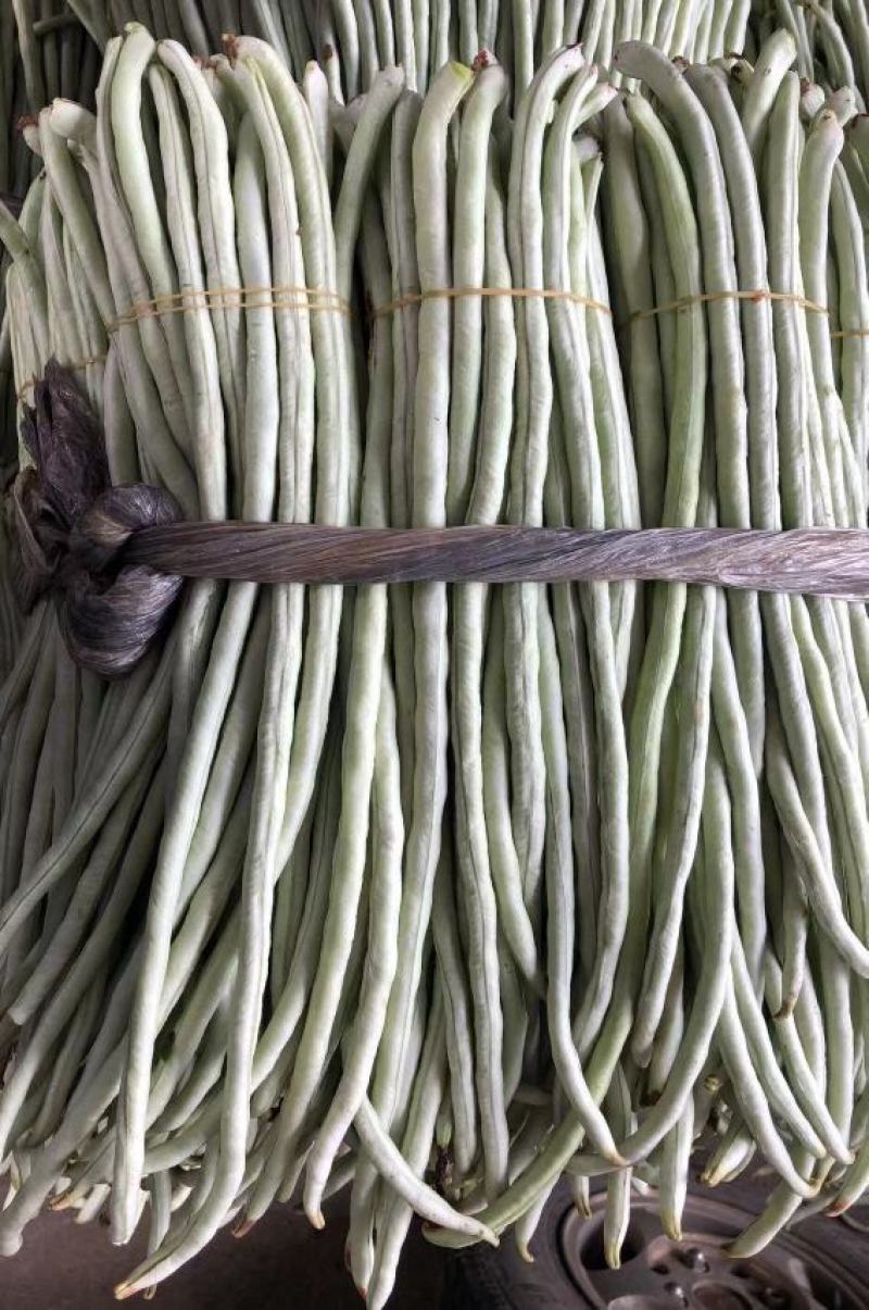 白条豇豆种子红嘴白胖子早熟厚肉白条红嘴条荚顺美抗寒