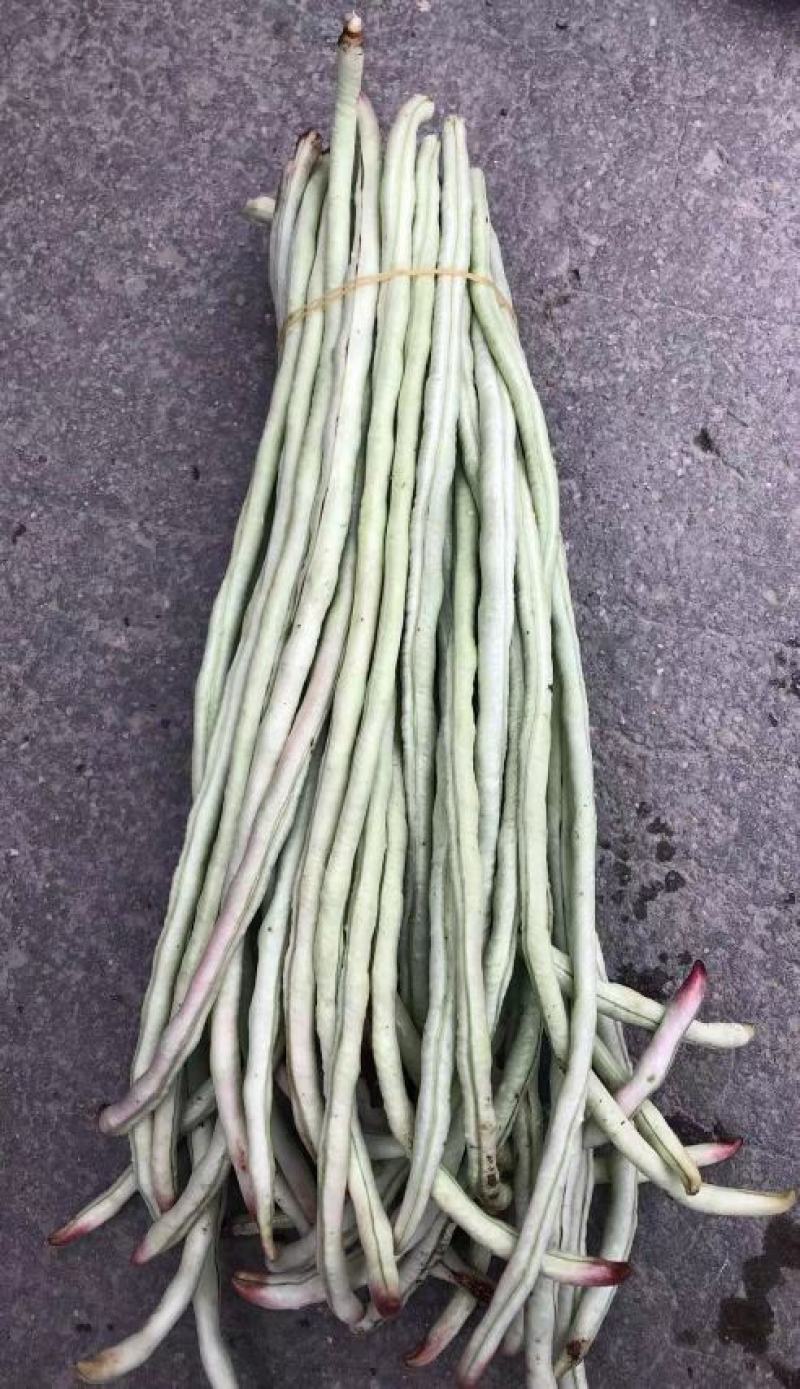 白条豇豆种子红嘴白胖子早熟厚肉白条红嘴条荚顺美抗寒