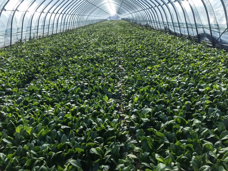 【菠菜推荐】辽宁菠菜新鲜菠菜可放心购买品质保证