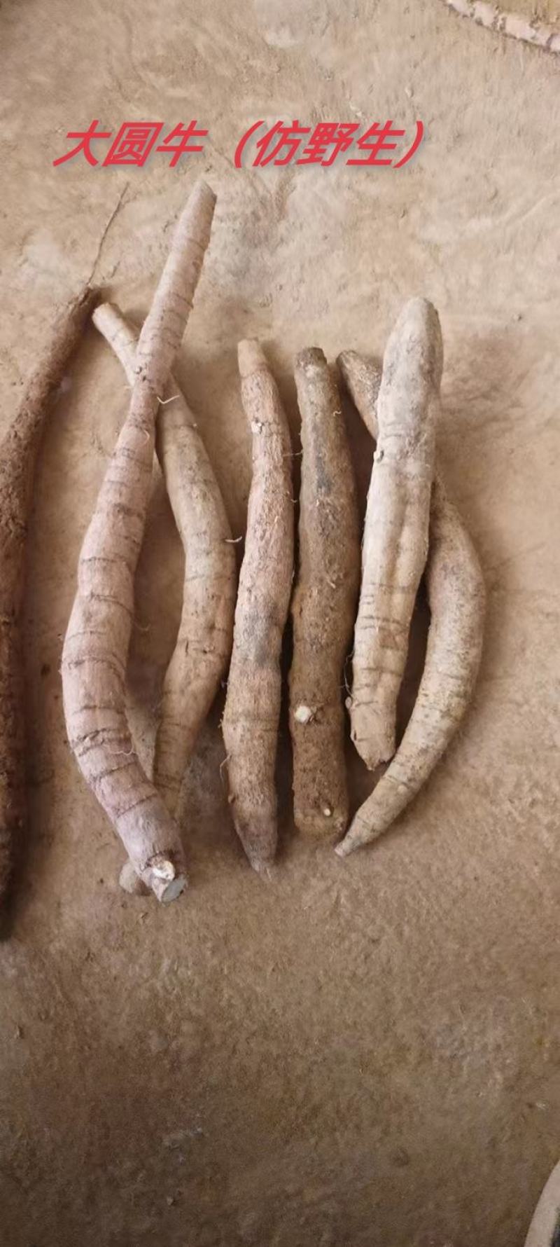 新鲜粉质大叶牛大力，各种规格长期有货，质优价美！