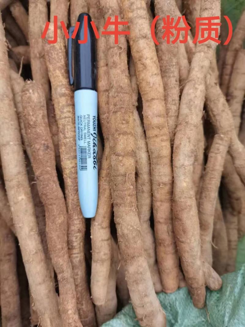 新鲜粉质大叶牛大力，各种规格长期有货，质优价美！