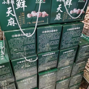 昭通小草坝天麻