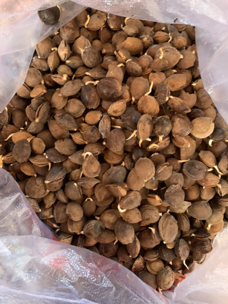 山杏种子，一斤500粒左右，出芽率高，嫁接杏树用