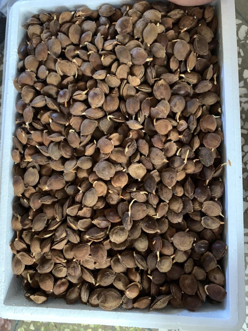 山杏种子，一斤500粒左右，出芽率高，嫁接杏树用