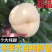 冬白桃，嫁接白桃苗，果苗基地直挖，南北方种植