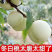 冬白桃，嫁接白桃苗，果苗基地直挖，南北方种植