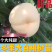 冬白桃，嫁接白桃苗，果苗基地直挖，南北方种植