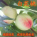 嫁接白花桃树苗，早熟6月脆甜桃苗，南北方种植基地直挖