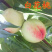 嫁接白花桃树苗，早熟6月脆甜桃苗，南北方种植基地直挖