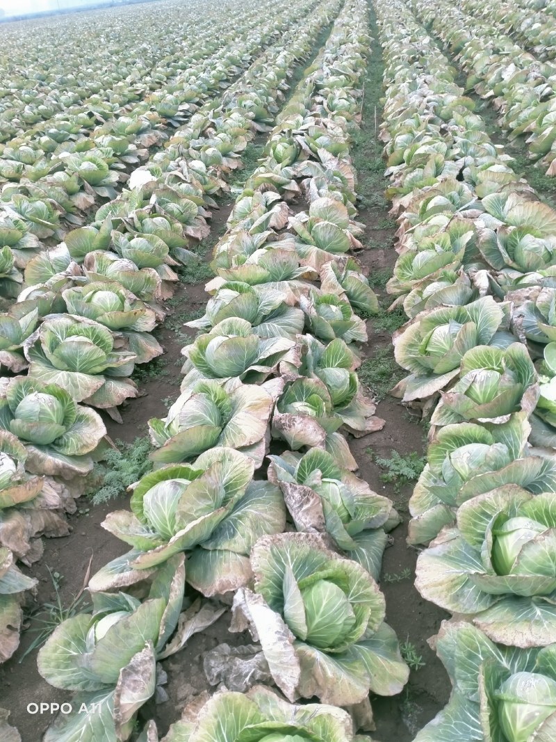 甘蓝菜，平包菜，东升平包菜。有机种植，无公害