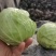 甘蓝菜，平包菜，东升平包菜。有机种植，无公害
