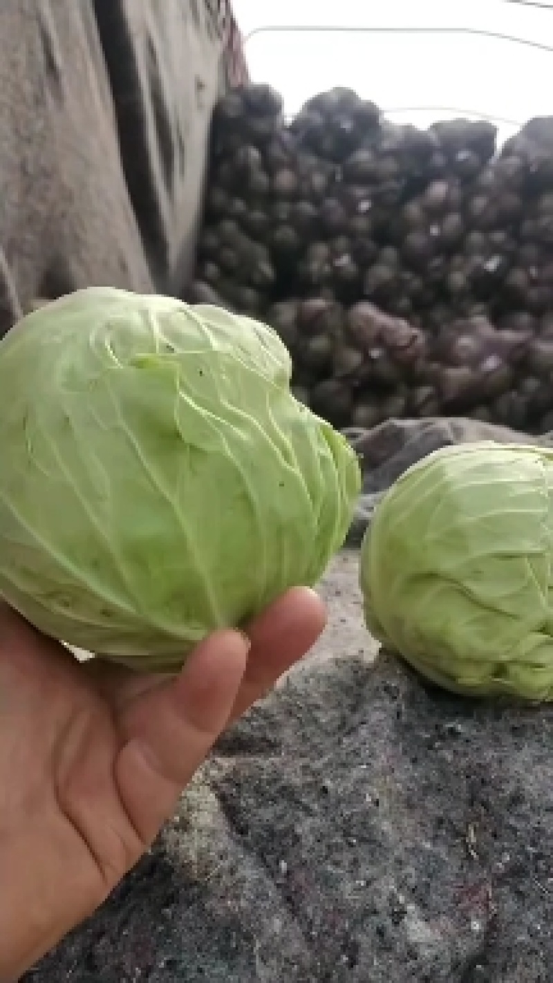 甘蓝菜，平包菜，东升平包菜。有机种植，无公害