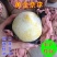 黄金奈李子苗，油奈李子苗，当年结果嫁接苗，南北方