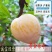 黄金奈李子苗，油奈李子苗，当年结果嫁接苗，南北方