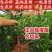 黄金奈李子苗，油奈李子苗，当年结果嫁接苗，南北方